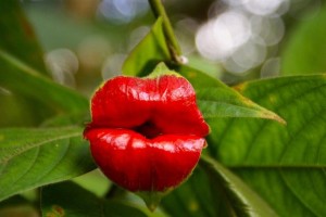 Hookers Lips plant