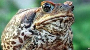 Cane toad is