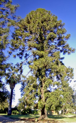 Bunya tree 330px-Old_Araucaria_bidwillii